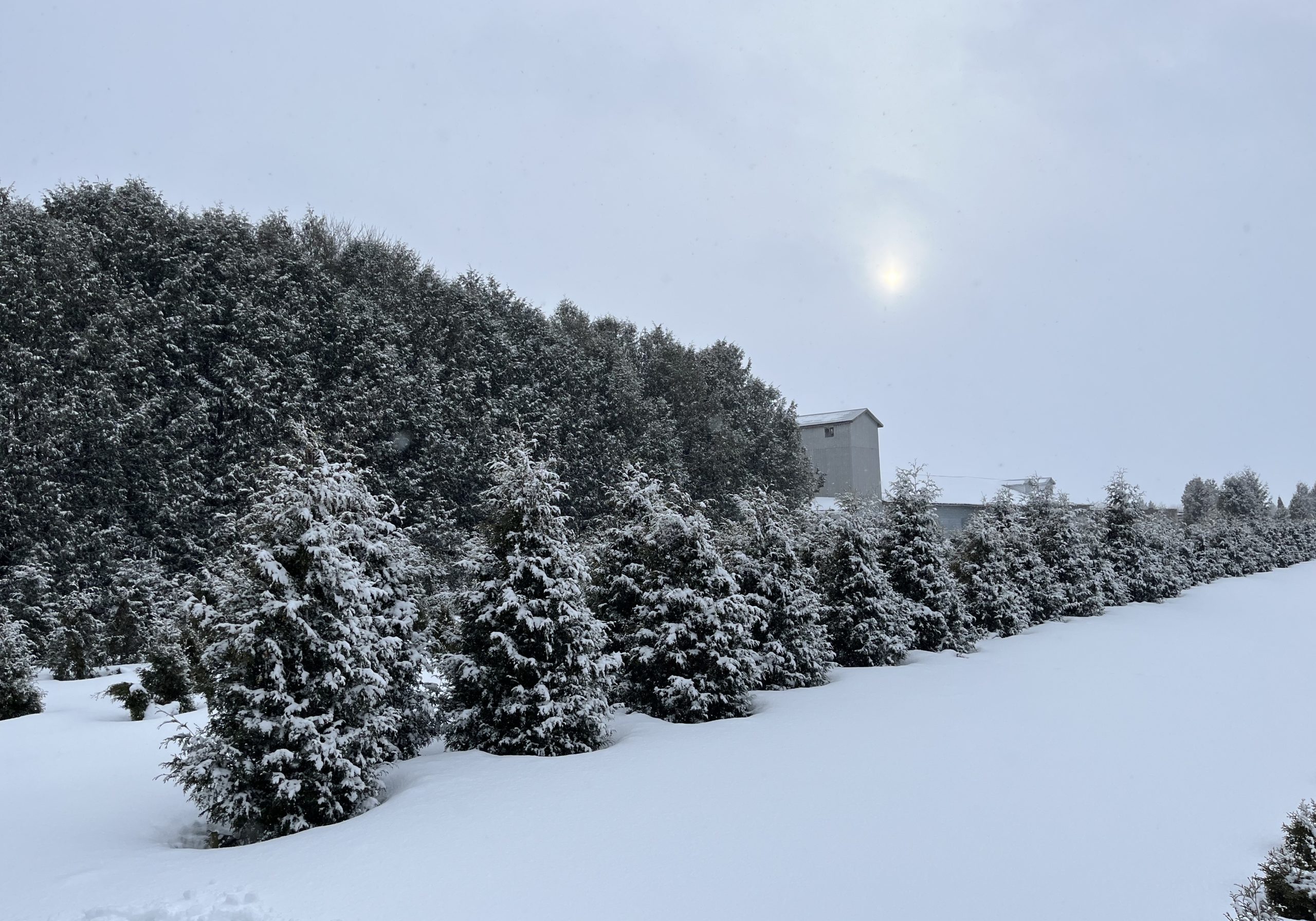 Cèdres hiver givre 5