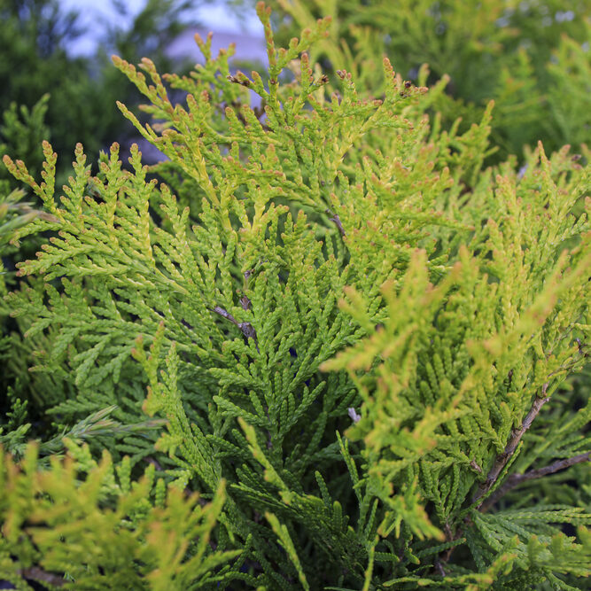 Thuja occidentalis, also known as northern white cedar, eastern white cedar, or arborvitae, is an evergreen coniferous tree, in the cypress family Cupressaceae. Golden Globe